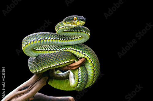 Mangrove pit Viper on black background