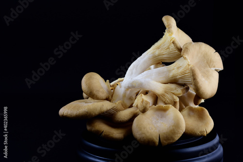 A group of fresh oyster mushrooms with lamellas in front of a dark background lies on a small wooden base