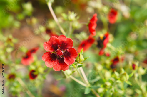 Potentilla thurberi monarch’s velvet or scarlet cinquefoil green plant with red flowers.