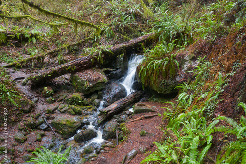 A stream flows through a moist, temperate forest of Redwood trees in Klamath, northern California. This scenic, coastal region is known for wet, foggy weather and its massive trees.