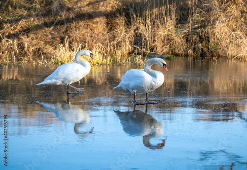 Swans on ice, Rogalin landscape Park. Winter landscape in Warta valley, oxbow lakes.