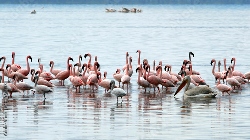 Flamingos in the lake. Nakuru Lake national park, Kenya.