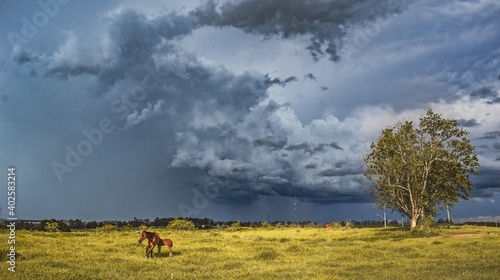 Horse and a tree with rain clouds in the background
