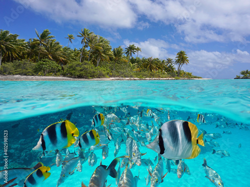 Tropical seascape over and under water, island coastline and group of fish underwater, Pacific ocean, French Polynesia, Oceania