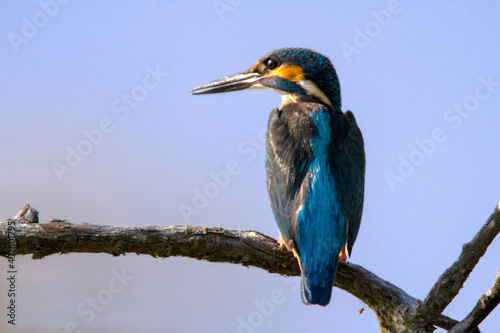 A kingfisher looking for fish by the river