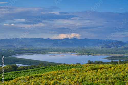 Maxican sunflower valley of mae mo district lampang with blue sky and lake