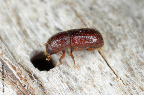 Bark beetle (Dryocoetes hectographus) on wood.