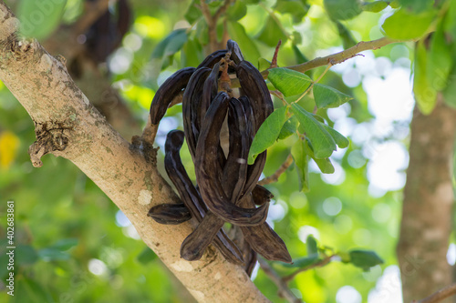 Carob tree (Ceratonia siliqua) fruits, hanging from a branch.