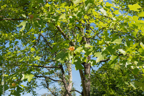 Summer Foliage of a Deciduous Chinese Tulip Tree (Liriodendron chinense) Growing in a Garden with a Bright Blue Sky Background in Rural Devon, England, UK