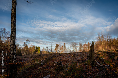 Borkenkäferfläche, ehemaliger Rotfichtenwald