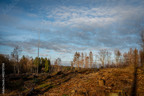 Borkenkäferfläche, ehemaliger Rotfichtenwald