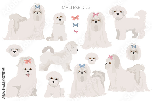 Maltese dogs in different poses. Adult and great dane puppy set