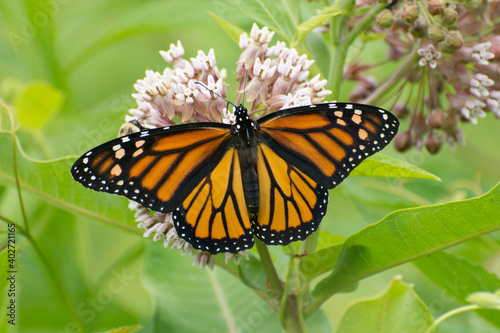 Butterfly 2020-8 / Monarch butterfly (Danaus plexippus)