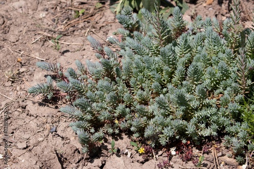 Rock sedum (lat.Sedum rupestre) is a species of succulent plants of the genus Sedum of the Crassulaceae family