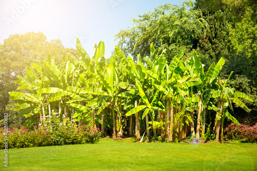 Green banana plants with lush leaves lit by sun