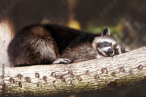 Waschbär der auf einem Ast schläft 