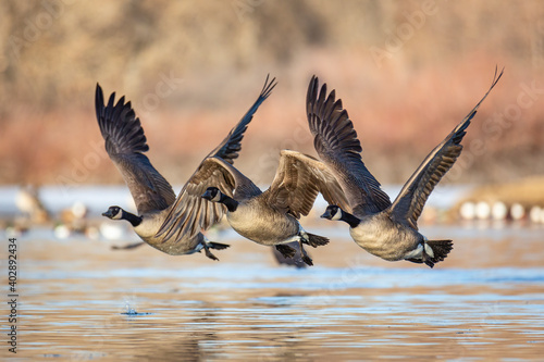 Canadian geese in flight 