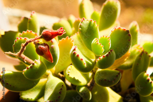Cotyledon Tomentosa succulent plant in the garden