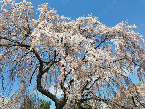 Springtime cherry tree in full bloom