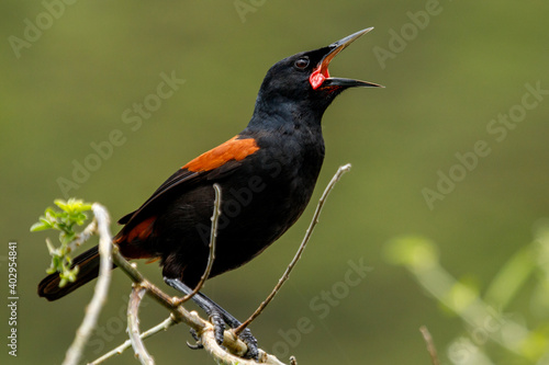 North Island Saddleback - Philesturnus rufusater