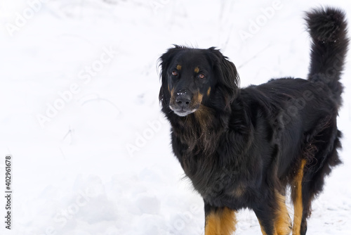 hovawart dog is walking in winter day at snow. Germany guard dog breed