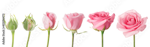 Blooming stages of rose flower on white background