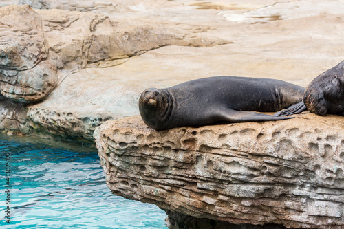 A black seal resting on rock in a zoo