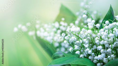 Lily of the valley (Convallaria majalis), blooming spring flowers, closeup with space for text