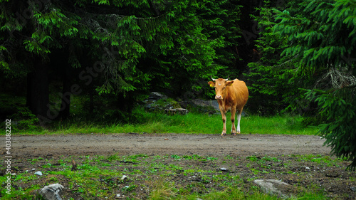 Cow feeding on an alpine grassland surrounded by fir trees. Traditional eastern european farm animals breeding - during summer, the cows are set free for days into the surrounding hills. Carpathia.