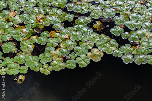 Lily Pads in the Water