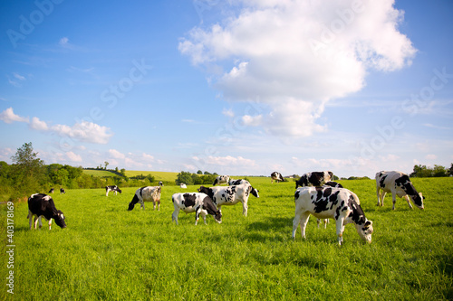 Troupeau de vaches laitières en campagne dans un paysage rural en France.