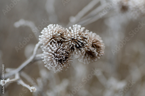 macro rośliny zimowe