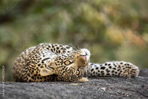 Playful leopard cub lying on a large rock in Kruger Park in South Africa