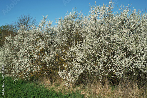 blackthorn, wild plum