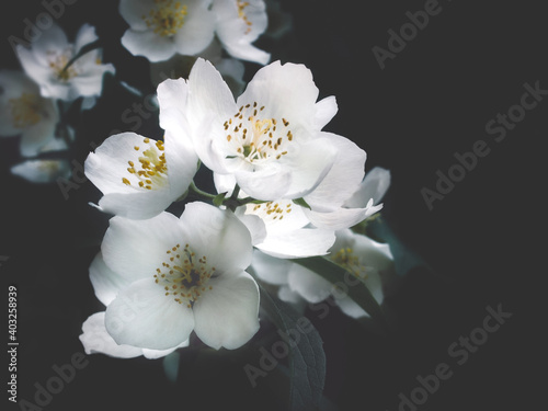 Beautiful Jasmine flowers on dark background. Close-up of white jasmine photography in low key with copy space