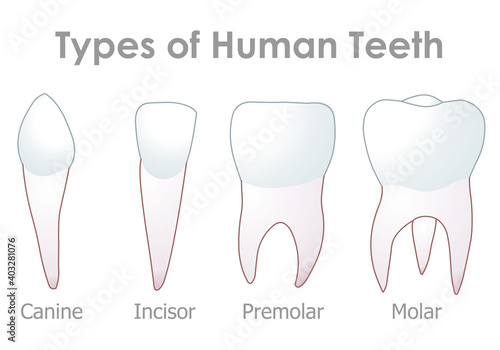 Teeth types. Four types of human tooth. Incisors, chisel-shaped front, cutting. Canines, tearing and grasping food. Premolars, crushing, tearing. Molars, grinding and chewing. Illustration Vector