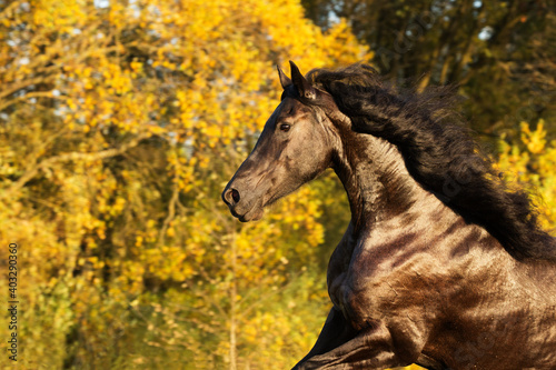 Autumn portrait of Friesian mare among yellow leaves