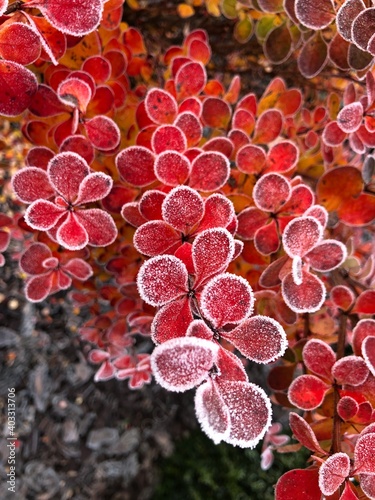 red blood cells