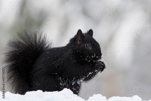 Black Morphs of the Gray Squirrel in winter