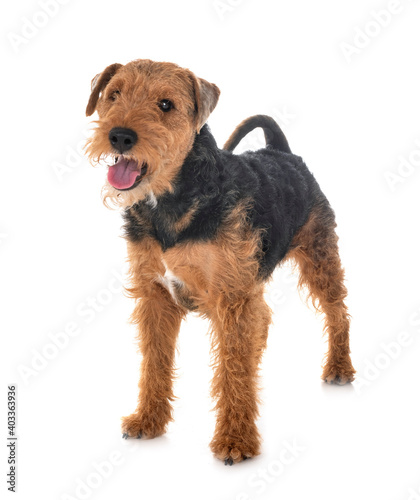 welsh terrier in studio