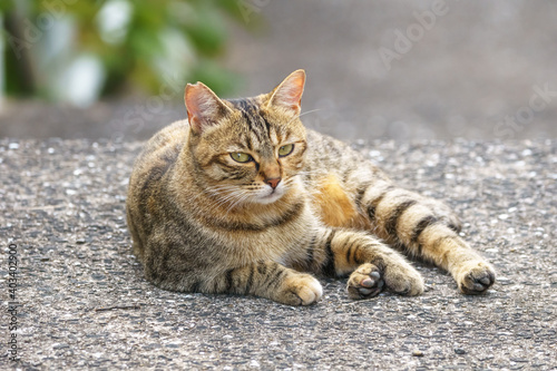 野良猫のポートレート