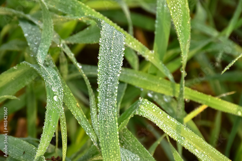 Morning dew drops glittering on new leaves of green grass when sun rises