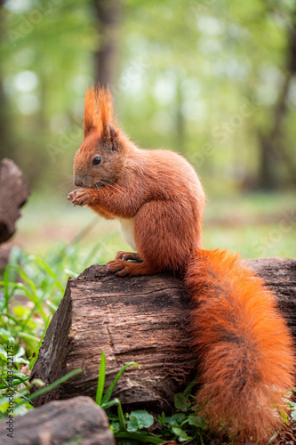 Eichhörnchen