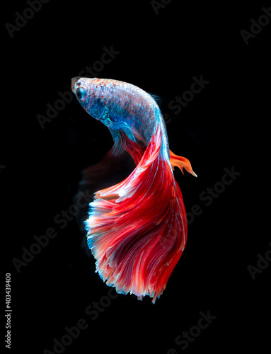 Beautiful red and blue siamese fighting fish, betta fish isolated on Black background.Crown tail Betta in Thailand.