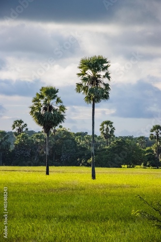 palm tree in the paddy field 