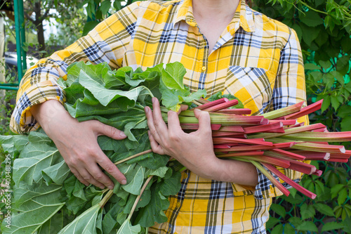 Women's hands hold an armful of cut rhubarb stalks. Harvesting rhubarb in the garden.