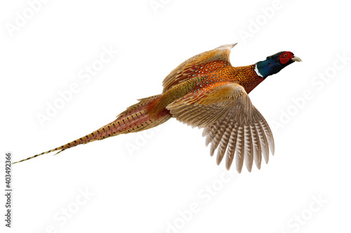 Common pheasant, phasianus colchicus, flying in the air isolated on white background. Ring- necked bird with spread wings hovering cut out on blank. Brown feathered animal in flight.