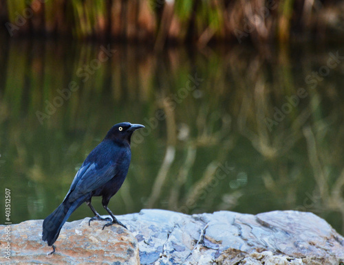 Male Boat-tailed Grackle at the Edge of a Swamp