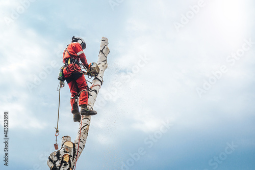 Arborist man cutting a branches with chainsaw and throw on a ground. The worker with helmet working at height on the trees. Lumberjack working with chainsaw during a nice sunny day.