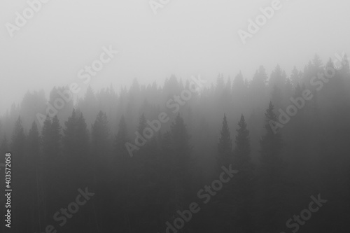Trees and Forests on a Foggy Day in Yellowstone National Park